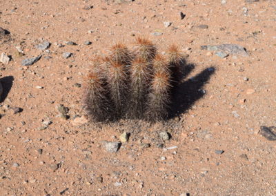 Strawberry Hedgehog Cactus